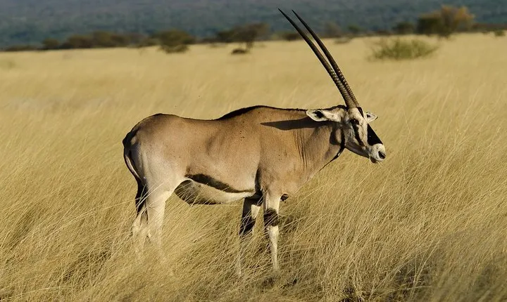 Awash National Park Tours