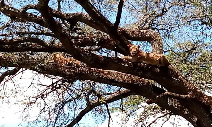 Mikumi national park full day tour