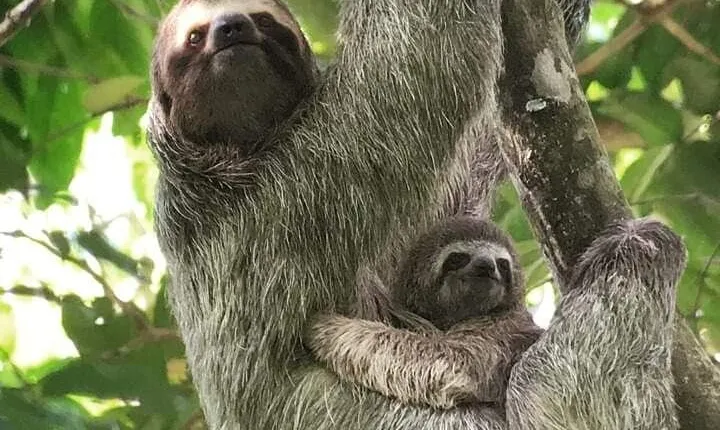 Guided Visit to Manuel Antonio National Park