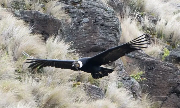 Condor Sanctuary in Antisana Park and Hummingbird Observatory
