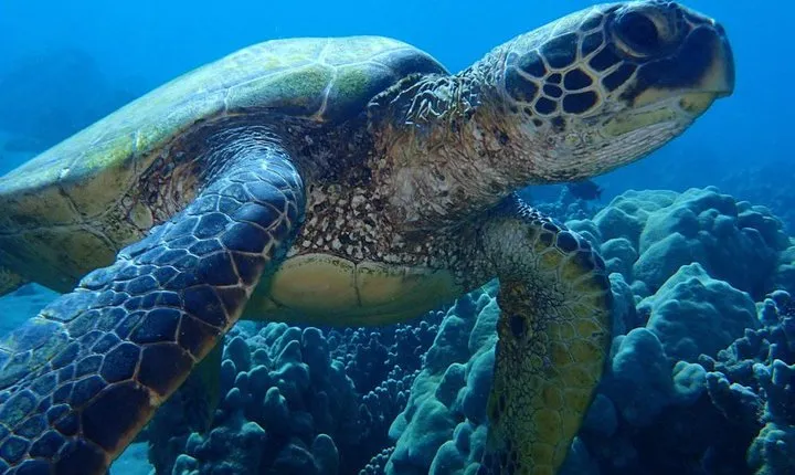 Caribbean Costa Rica: 5-Day Tour with Tortuguero National Park and Puerto Viejo