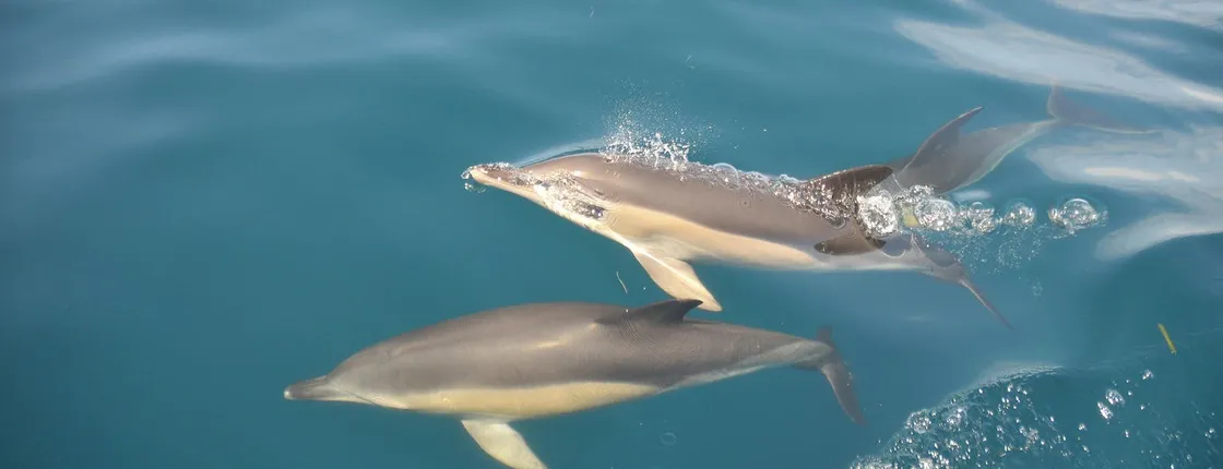 Caves in the Algarve and Dolphin-Watching Boat Tour from Albufeira
