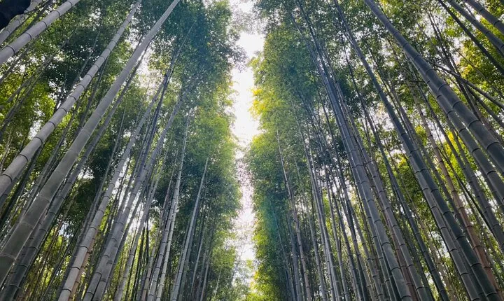 Traversing Kyoto's Scenic West - Arashiyama to Kinkakuji