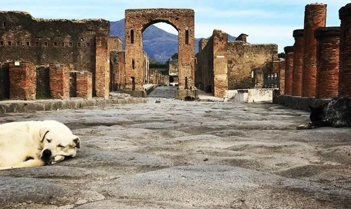 Private Guided Tour. Experience the Everyday Life of the Eternal town of Pompeii