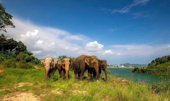 Phuket City Tour & Elephant Sanctuary: Sights, Tastes, Culture 
