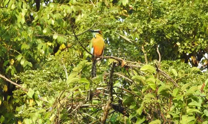 Birdwatching Playa del Carmen