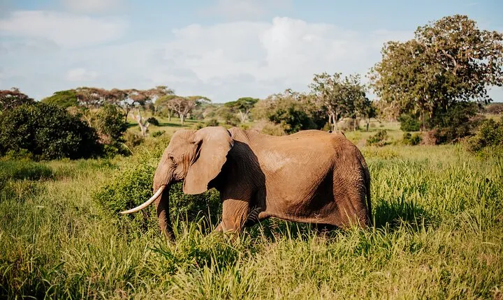 Full Day Tarangire Safari with Maasai Village Visit