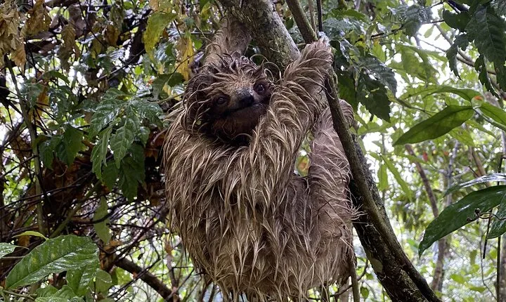 Bijagua Upala Rainforest, Trails, Sloths, Birds and others