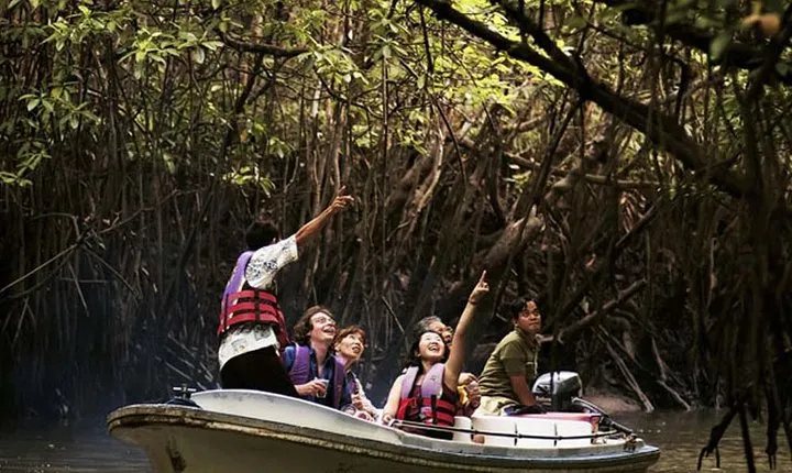 Langkawi Mangrove Forest Tour