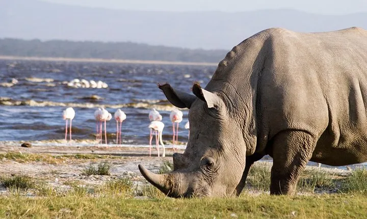 Lake Nakuru National Park daytrip