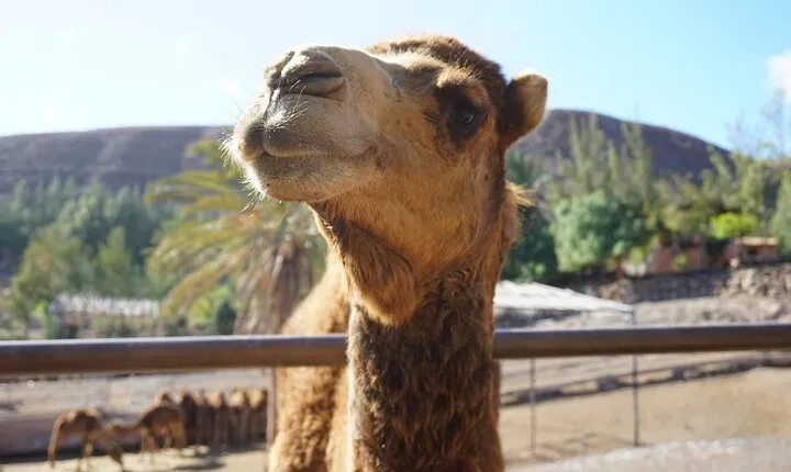 Camel Riding in Maspalomas Dunes
