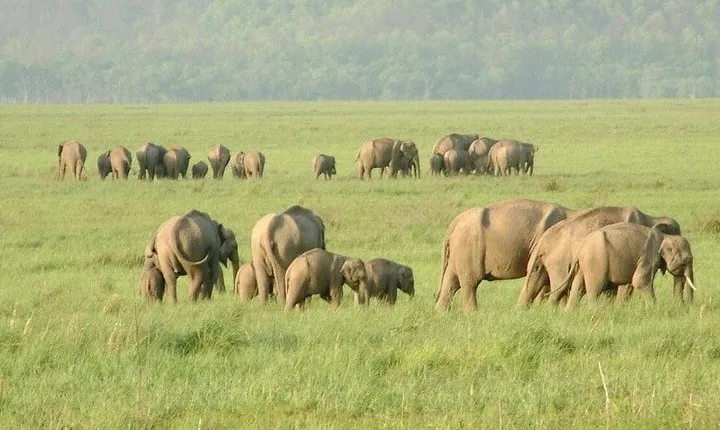Elephant Trails: Adventure in Rajaji National Park