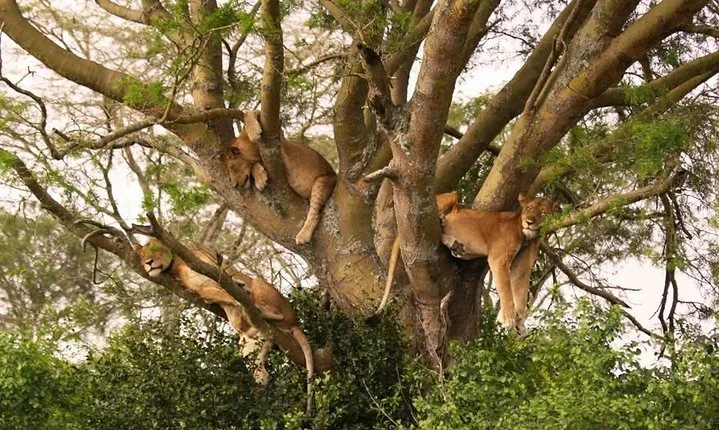 Tarangire, Serengeti and Ngorongoro Crater
