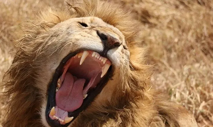 7 days safaris to see great migration