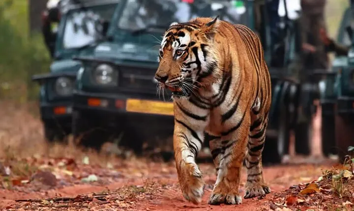 8 Days Private Golden Triangle Tour & Ranthambore Tiger Safari 