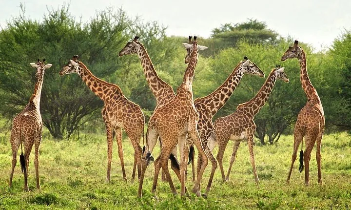 5-Day Lodge Safari Tanzania Tour