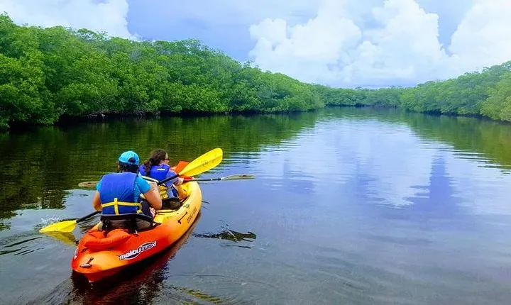 Explore Mangrove Creeks with an All Day SUP/single kayak Rental