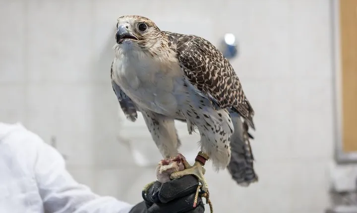 Falcon Hospital Tour with Hotel Pick up & Drop off
