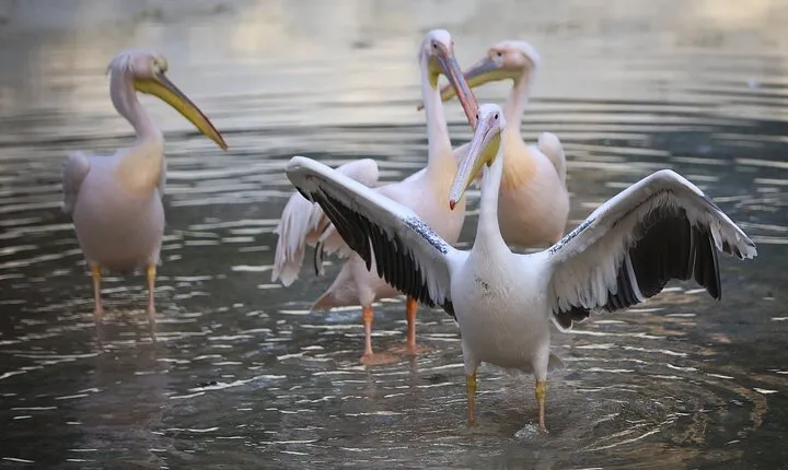 Private Half Day Tour To The Zoo In Giza