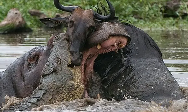 3 Day Private Safari in Serengeti and Ngorongoro National Park