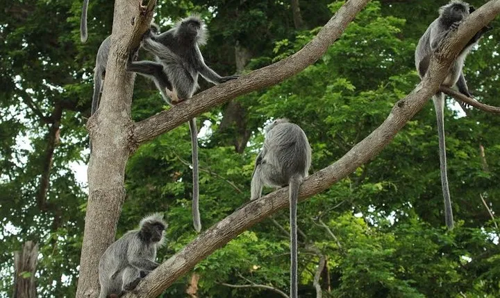 Silver Leaf Monkeys and Firefly Tour with Boat Ride and Seafood Dinner