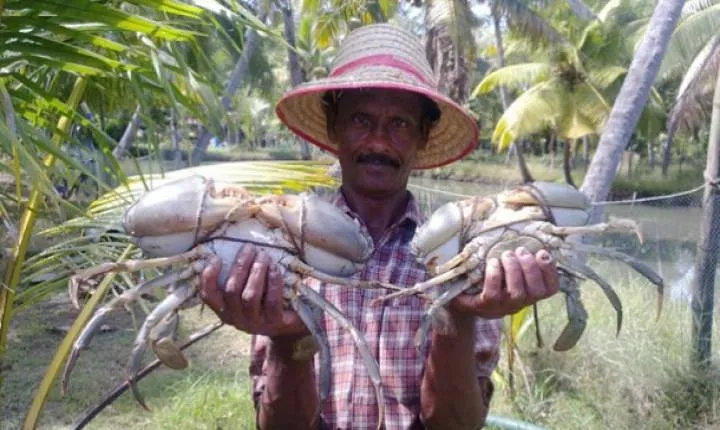Kumbalangi Village Sightseeing Tour