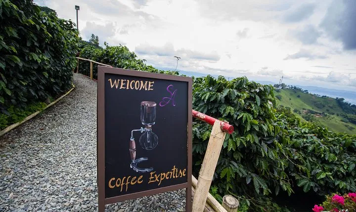 Coffee Farm Experience at Hacienda San Alberto from Salento
