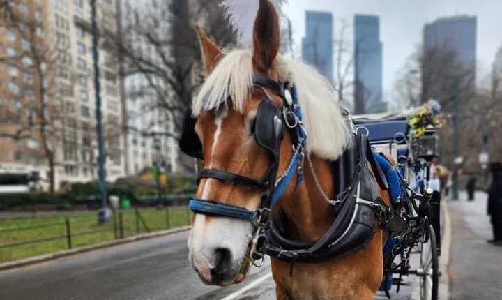 NYC Horse and Carriage Central Park Tours