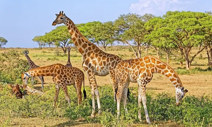15-Day Gorilla and chimps Trekking, Big 5 and Nature Sighting Safari