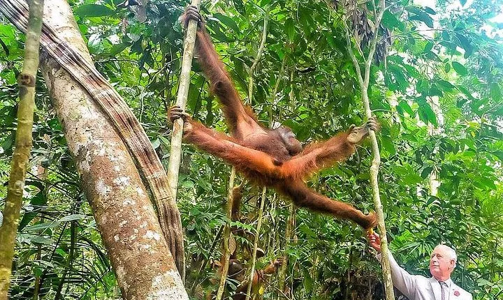 Marvellous Creature Orangutan : Sarawak Semenggoh Wildlife Centre Tour