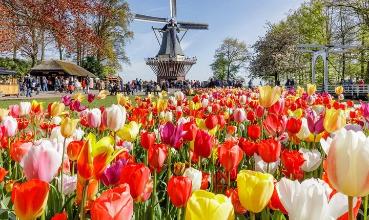 Brussels: Full Day Guided Holland Keukenhof & Zaanse Schans Tour