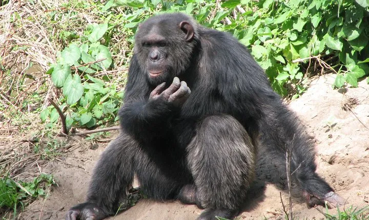 Ol Pejeta Conservancy Guided Day Tour From Nairobi