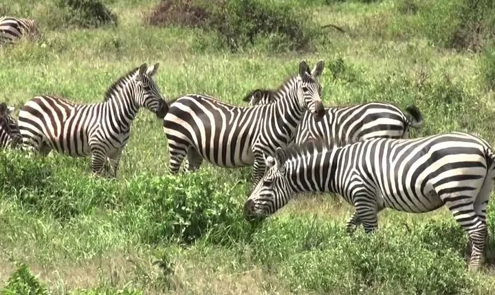 3 days group joining safari to Maasai Mara with a Land Cruiser Jeep