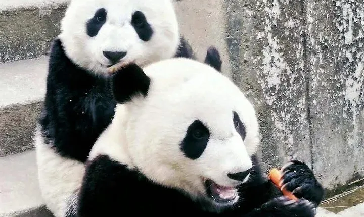 Private Tour: Xi'an Zoo, Seasonal Fruit-picking & Farm Dinner