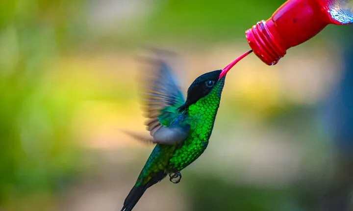 Rockland Bird Sanctuary Private Tour
