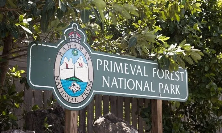 Guided Primeval Nature Walk Tour in Primeval Forest National Park