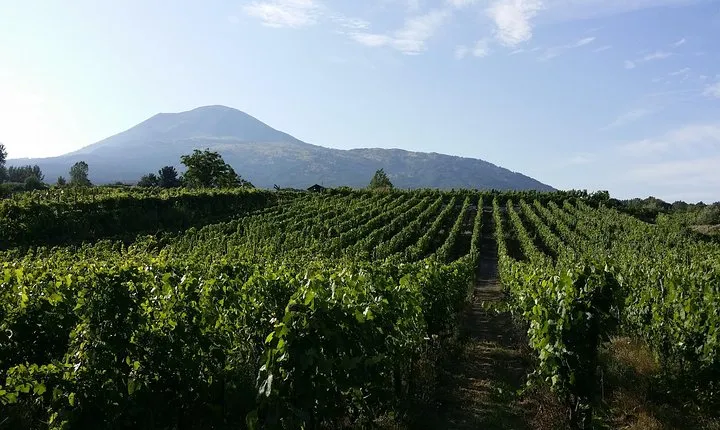 Wine Tour and Lunch with Winetasting and Vineyard Visit