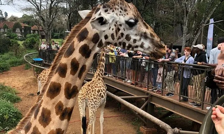 A day tour to Nairobi National Park and Giraffe Center