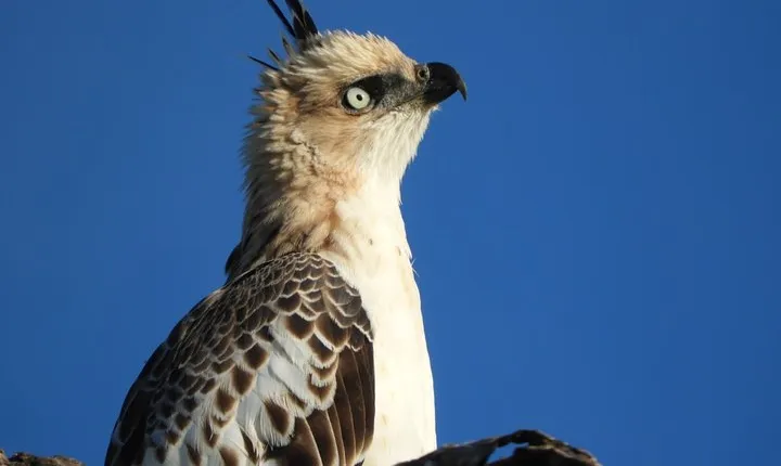 Bundala National Park Birds Watching Safari Tour