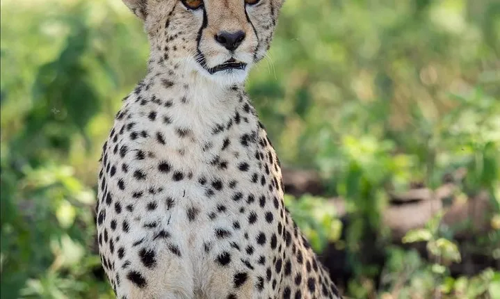 2 Days Budget Camping Safari Tour Tanzania