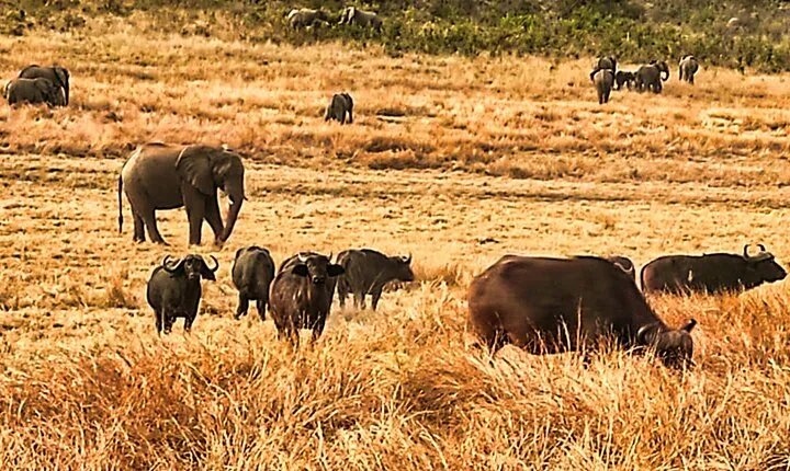 Guided Safari in National Park in small group