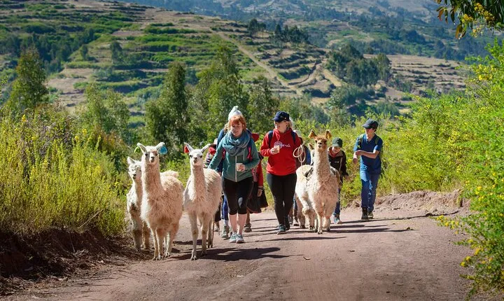 Hiking with Llamas and Alpacas in the Sacred Valley of the Incas