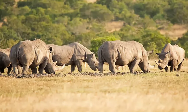 5 Day Group Tour Tarangire, Serengeti, Ngorongoro & Lake Manyara