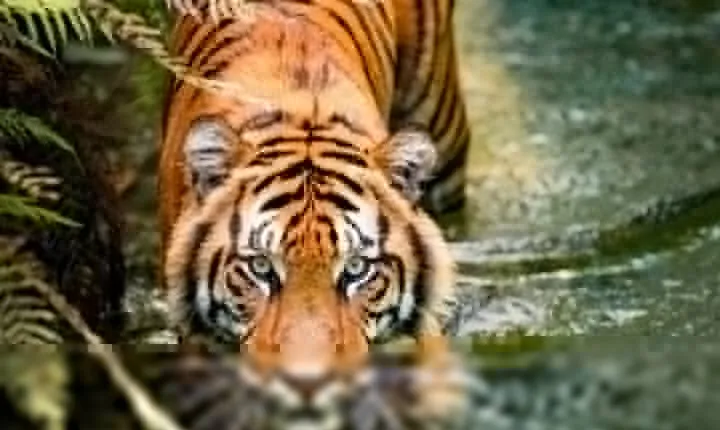 5 Days Golden Triangle with Ranthambore (Delhi Agra Jaipur Ranthambore Tour)
