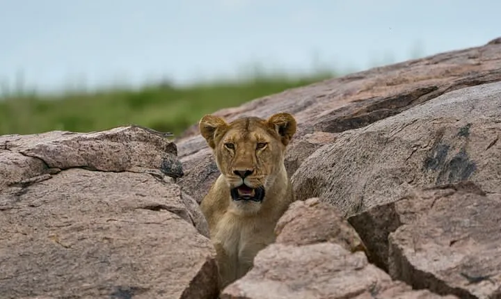 7-Day Midrange Tanzania Safari Adventures (Big 5)