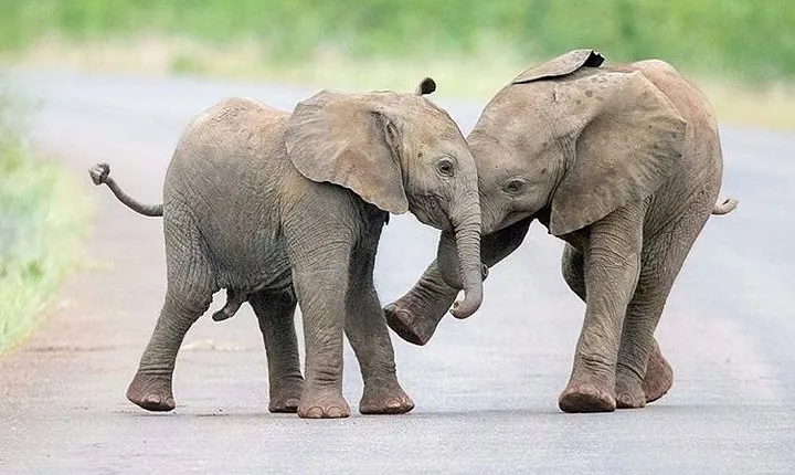 Private 2 Day Wildlife Safari Tour of Ngorongoro Crater & Tarangire
