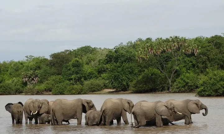 6 Days Safari to Mikumi Np, Udzungwa Mountain NP and Nyerere NP (Selous GR)