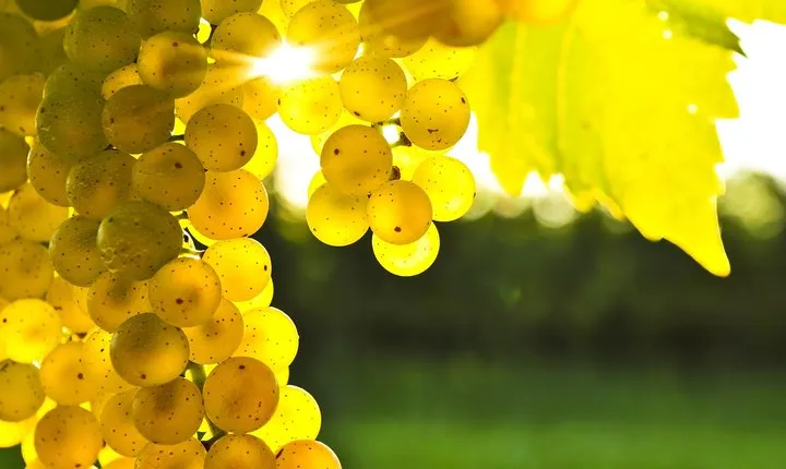 Blenheim Half day Wine Tour
