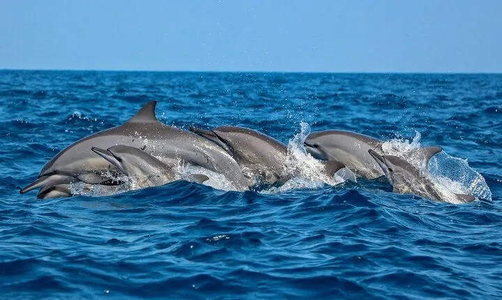 Dolphin and Whale Watching in Negombo