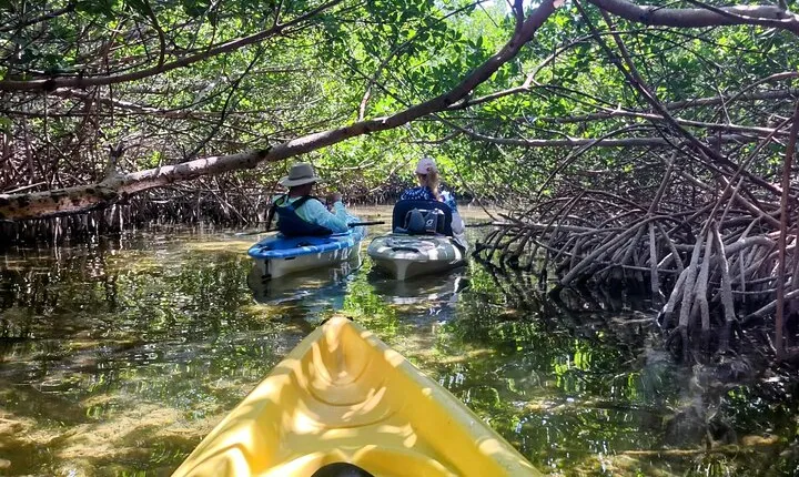 Private Guided Mangrove Eco-Tour Adventure